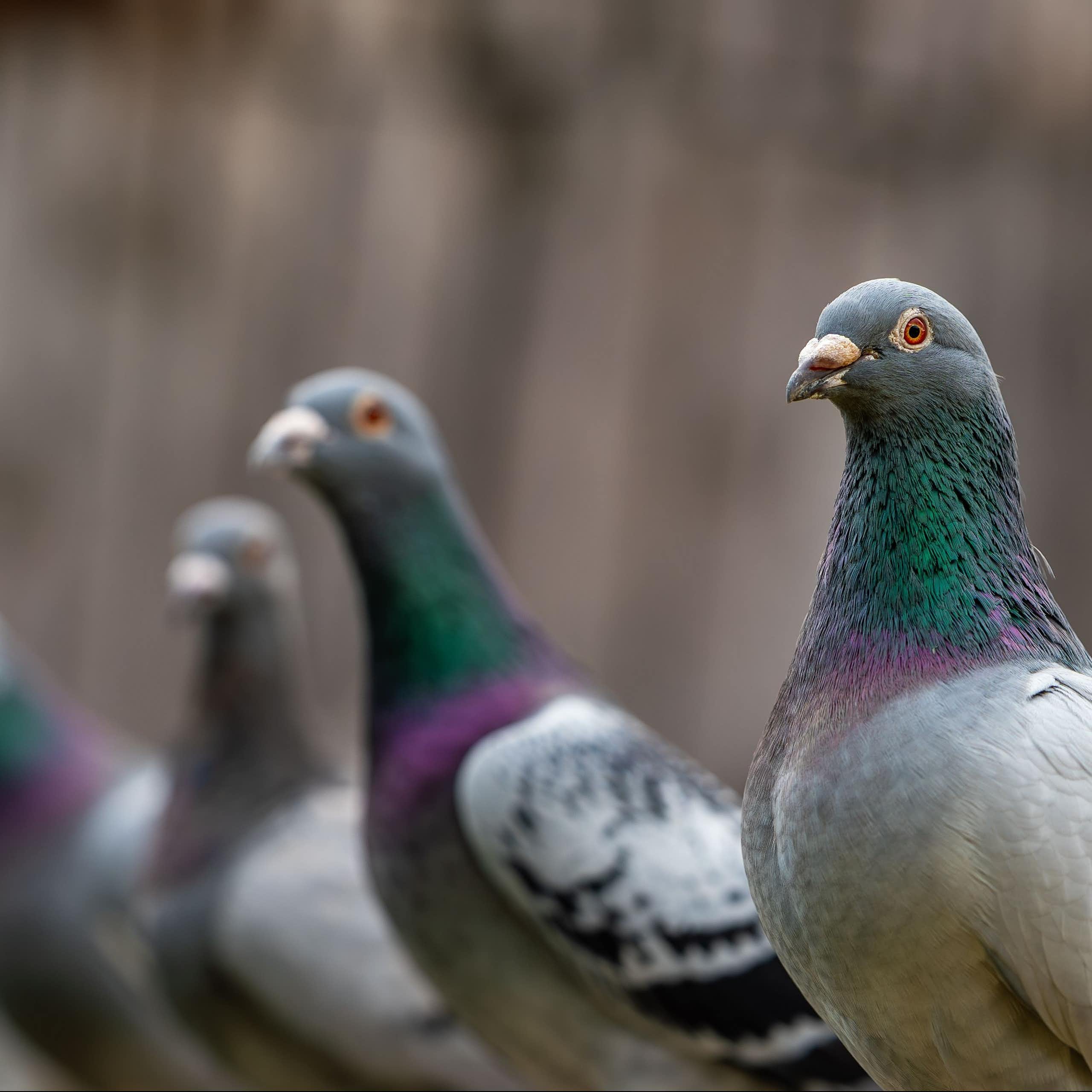 Pigeons lined up