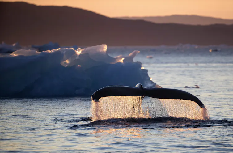 la cola de la ballena se eleva sobre el agua