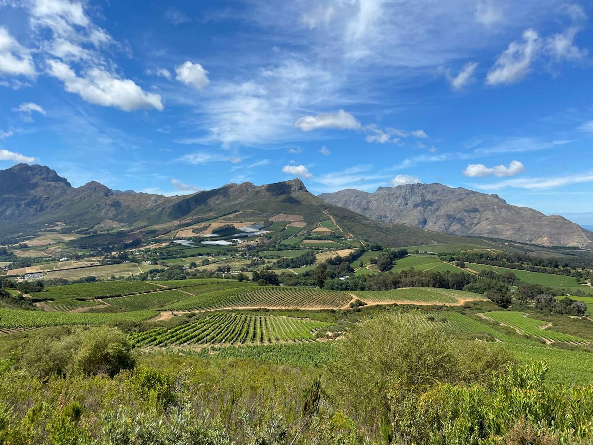 South African vineyards