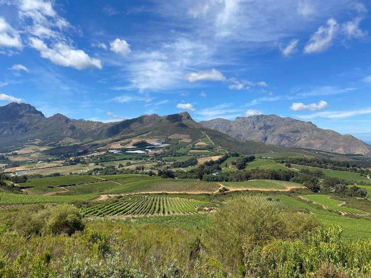 Are you able to make wine in a surf go well with? 1 South African vineyards