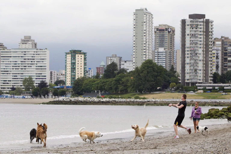 people on a beach play fetch with dogs, residential towers can be seen in the background
