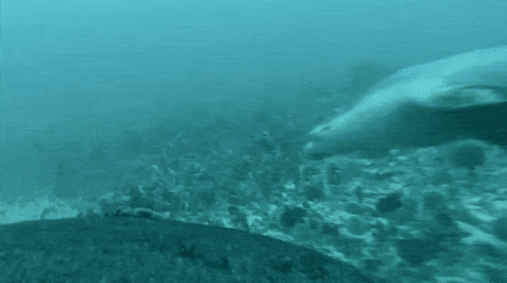 Sea lion camera reveals mother taking pup on educational foraging expedition in the wild