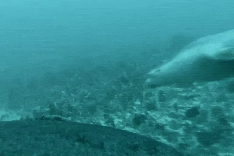 Animated image showing a seal pup swimming along the sea bed