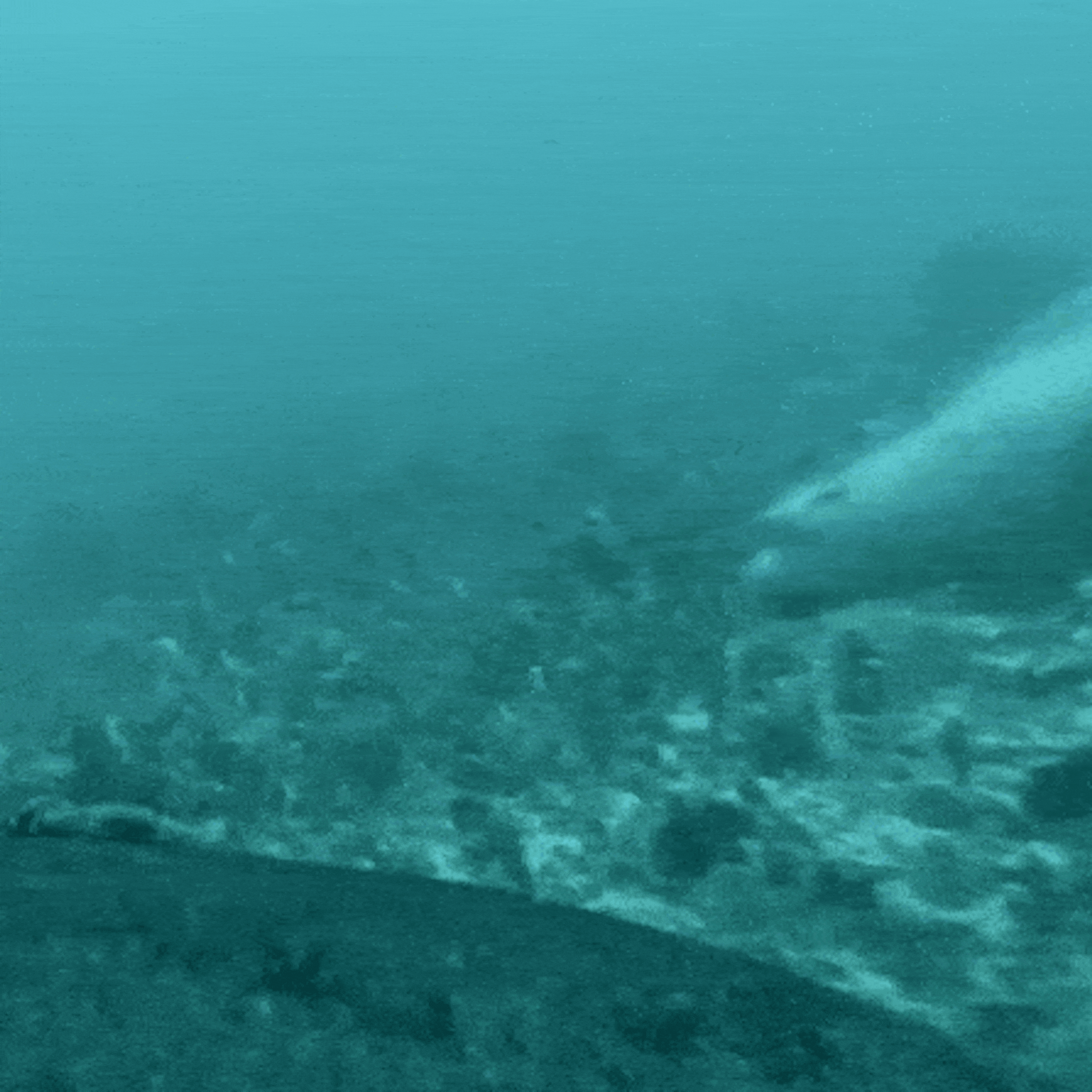 Animated image showing a seal pup swimming along the sea bed