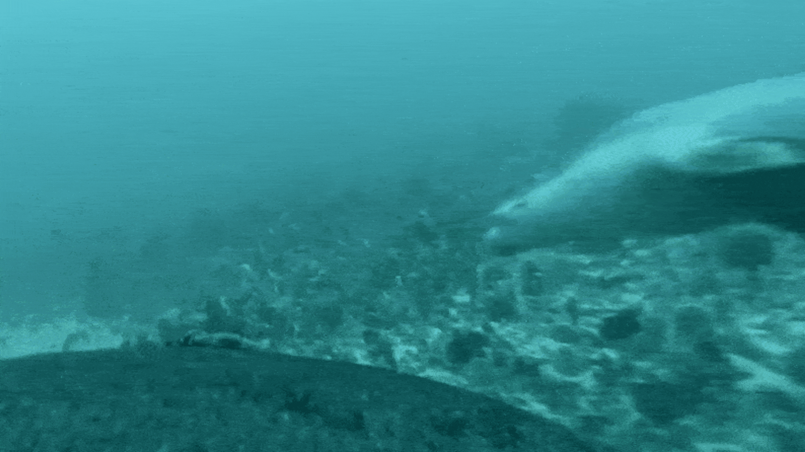 Animated image showing a seal pup swimming along the sea bed