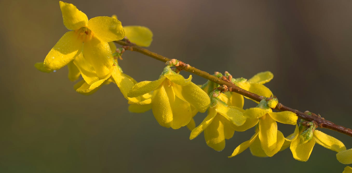 'A lingering in stillness': philosopher Byung-Chul Han on the radical power of gardening