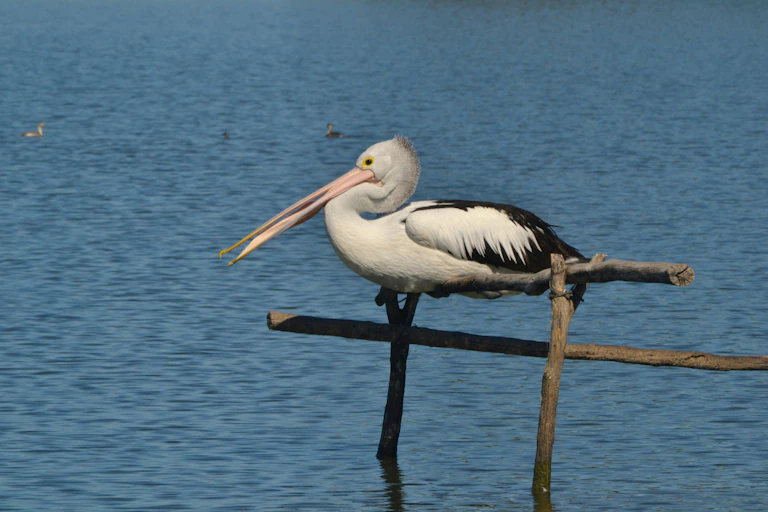 A pelican is perched on a wooden fence in front of blue water.