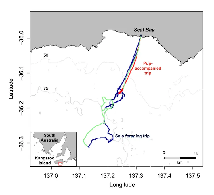 Map of Seal Bay showing sea lion travel route