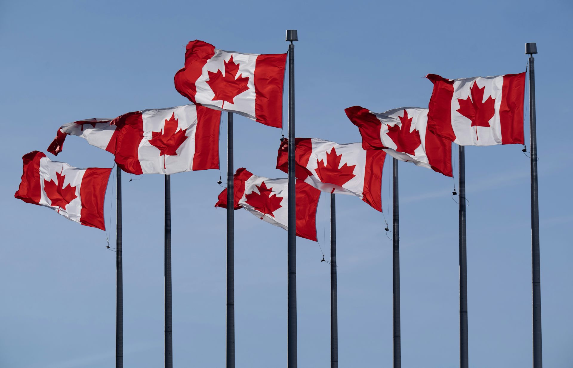 A row of Canadian flags in the breeze.