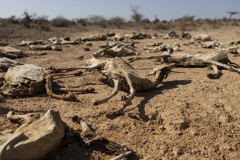 A sandy and desolate landscape with the carcasses of dead goats strewn across it