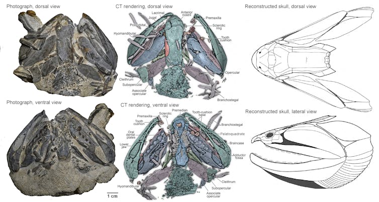 A series of three images showing a fossil, CT scan of a fossil and a reconstruction of a fish head.