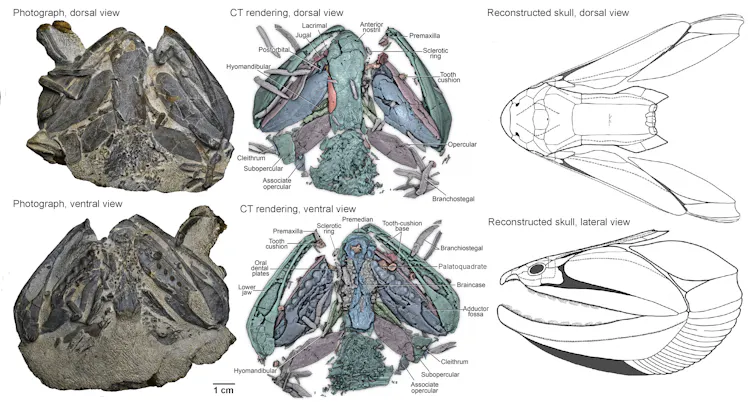 A series of three images showing a fossil, CT scan of a fossil and a reconstruction of a fish head.