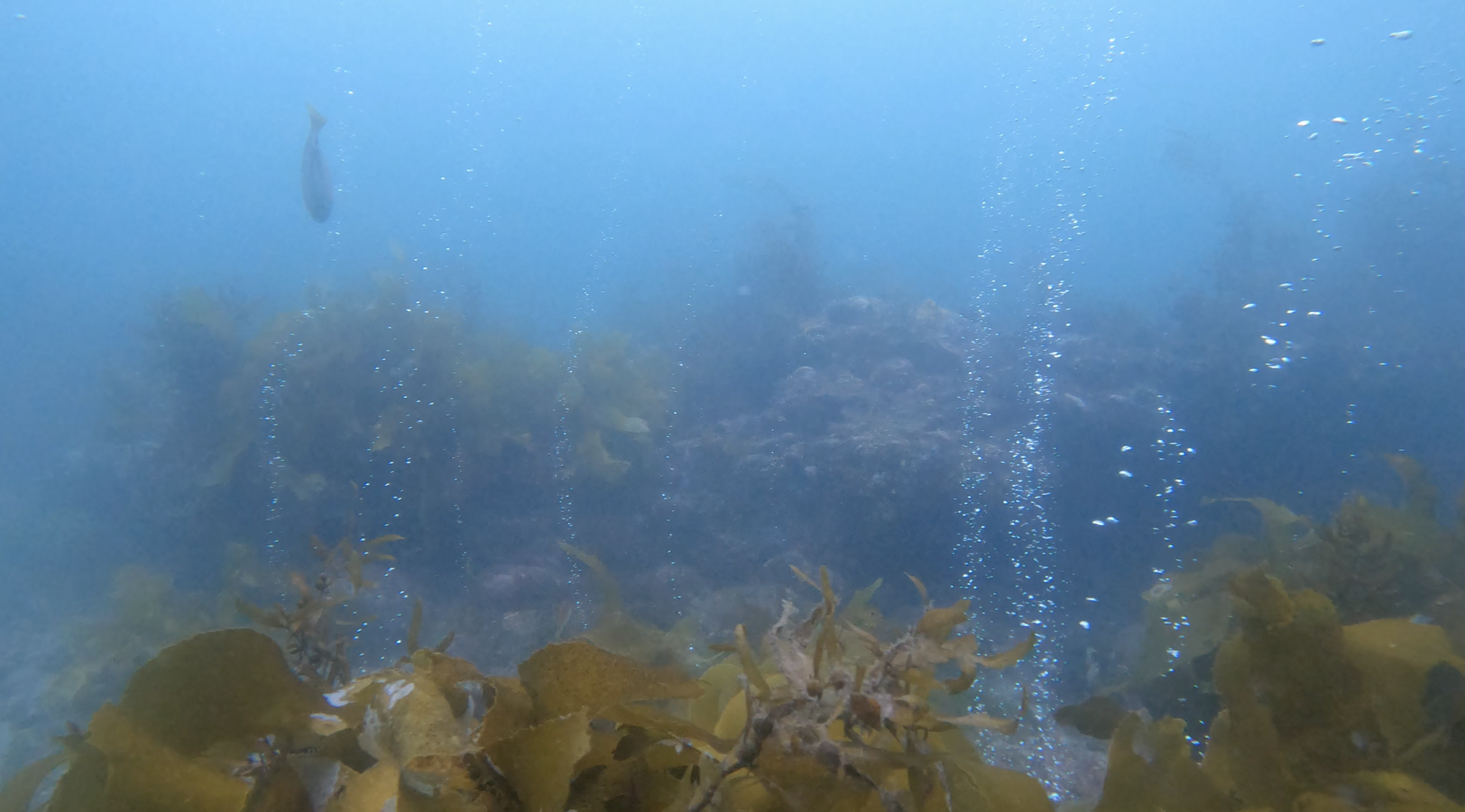 Natural hydrogen can make decarbonising industry cheaper – NZ’s turbulent geology could give it an edge