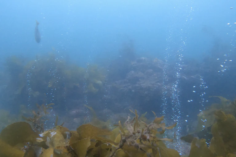 Hydrogen gas emission site at Poison Bay in Fiordland
