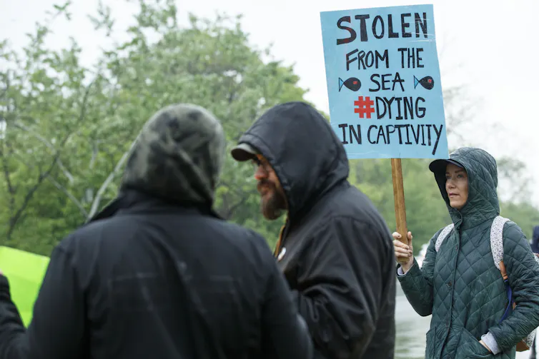 Una persona en la protesta lleva un cartel: robado del mar, muere en cautiverio.
