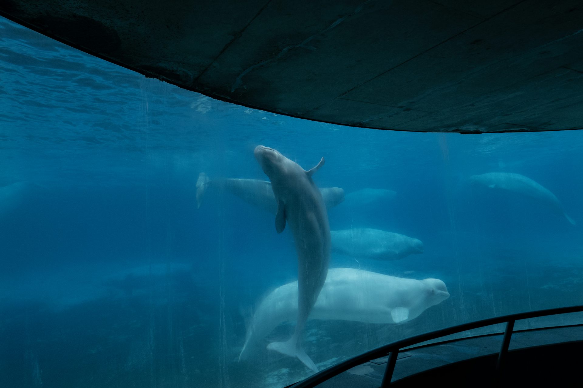 Beluga whales swim in an aquarium tank