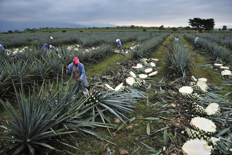 Cosecha del agave en el estado de Jalisco (México).