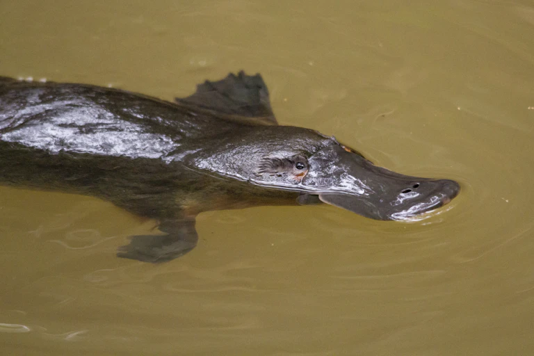 Ornitorrinco nadando com os olhos acima de uma água barrenta