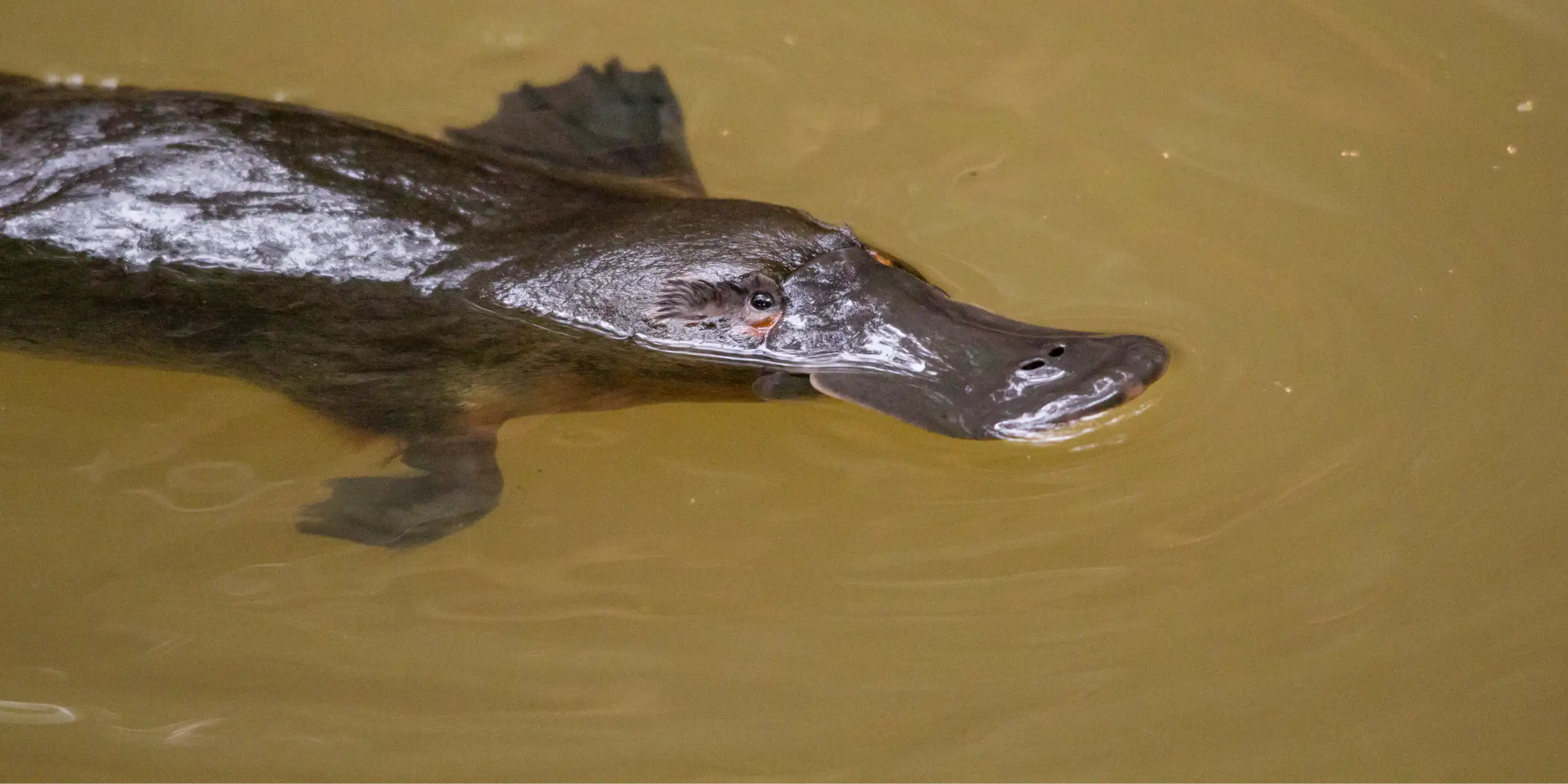 Ornitorrinco nadando com os olhos acima de uma água barrenta