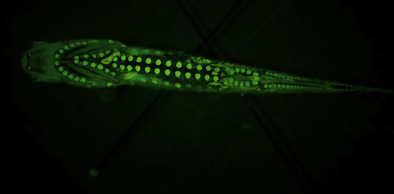 Deep-sea fish larvae rewrite the rules of how eyes can be built