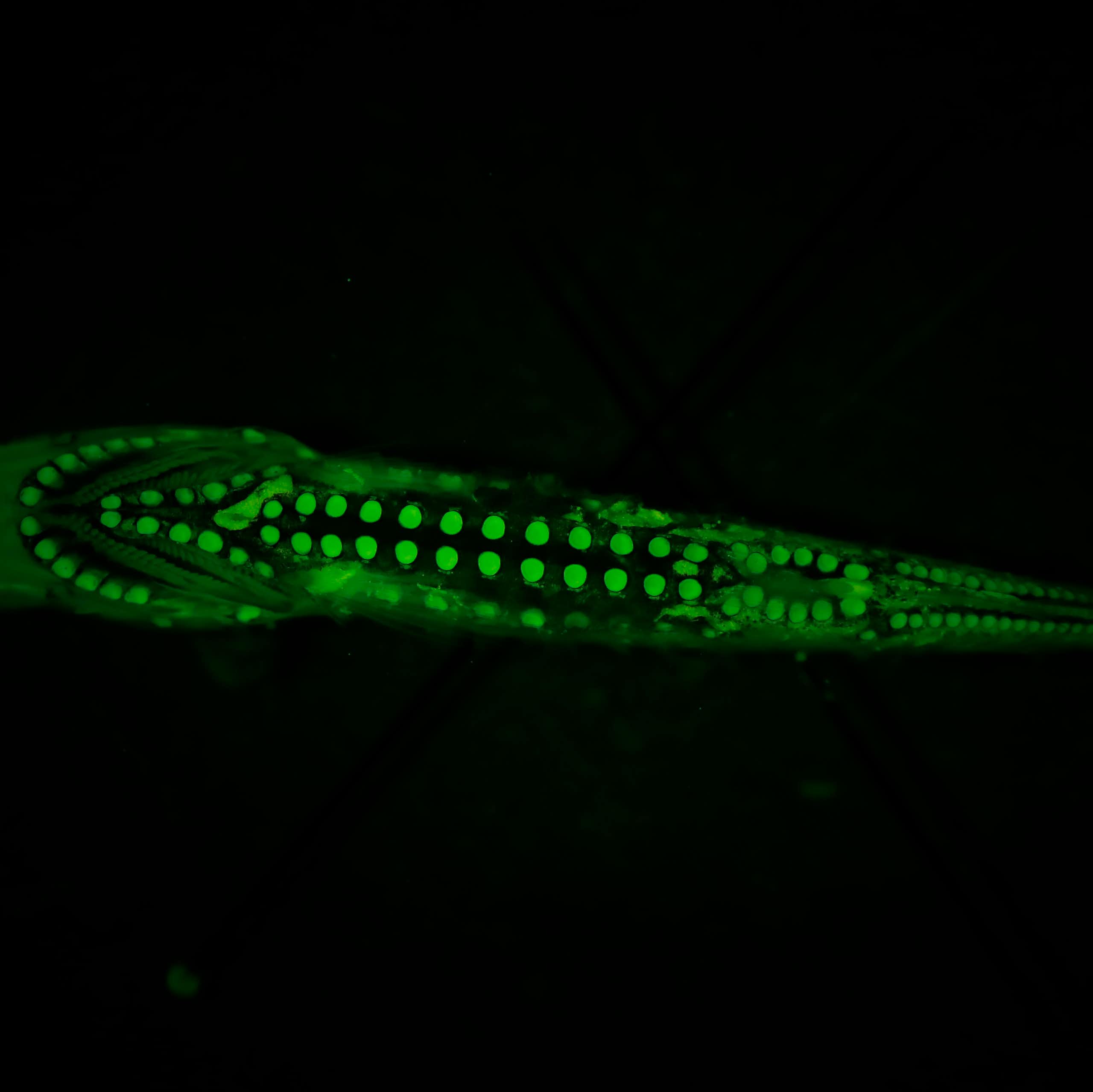 A small fish glowing with green light.