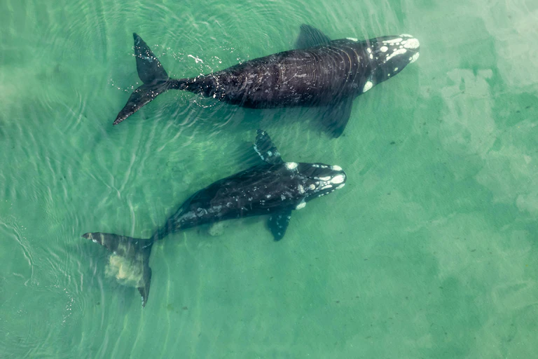 An adult and young whale in shallow green coloured water.