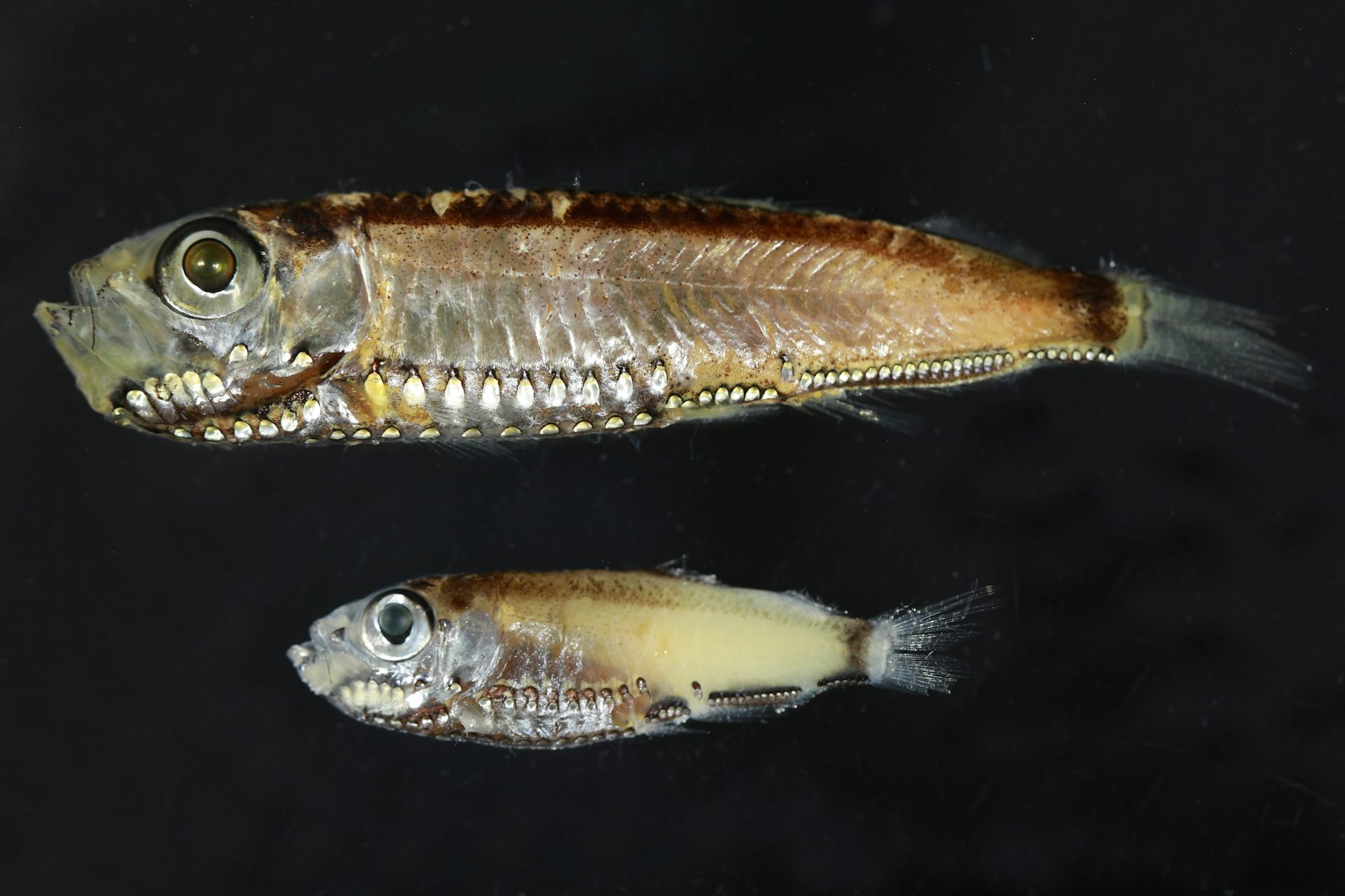 Two small fish against a black background.