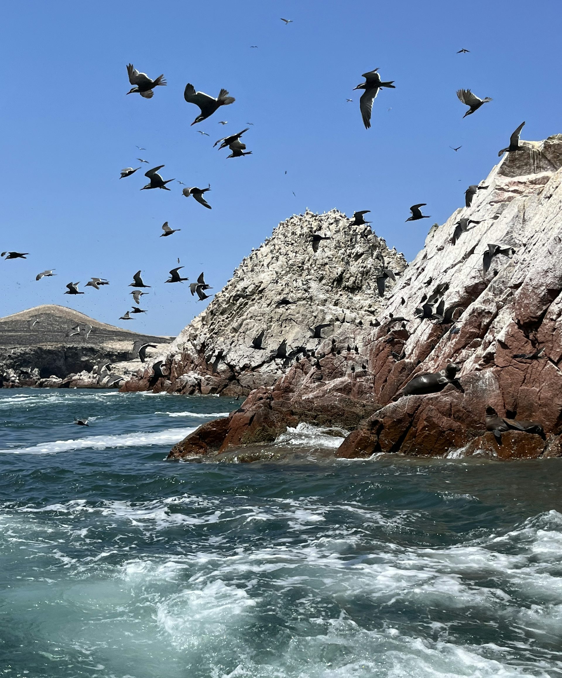 How bird poo fuelled the rise of Peru’s powerful Chincha Kingdom