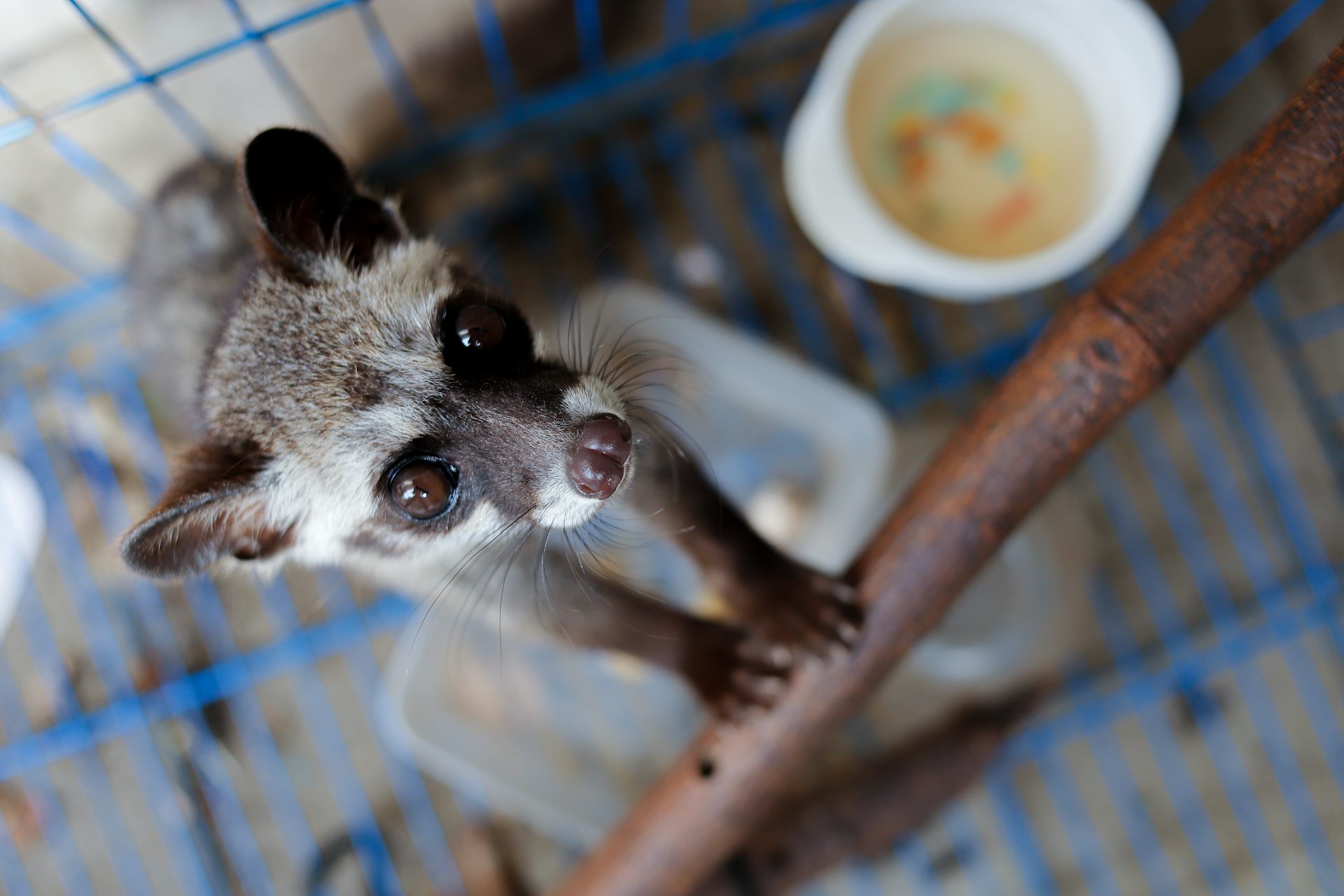 Close up of racoon like animal in cage