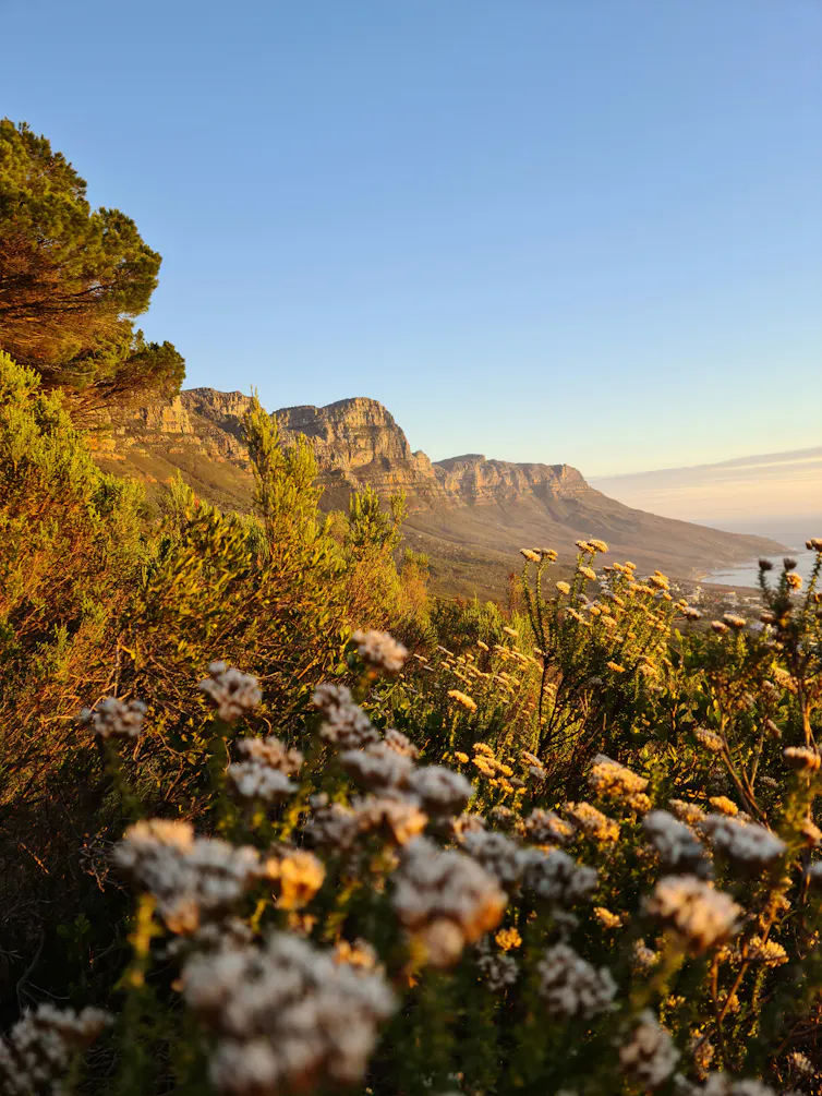 Fynbos