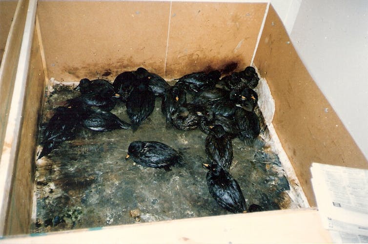crate of seabirds covered in black oil