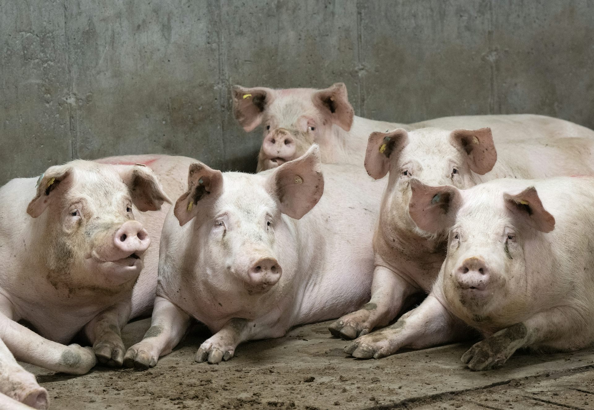 Pigs lying together in a pen looking curiously at the camera.