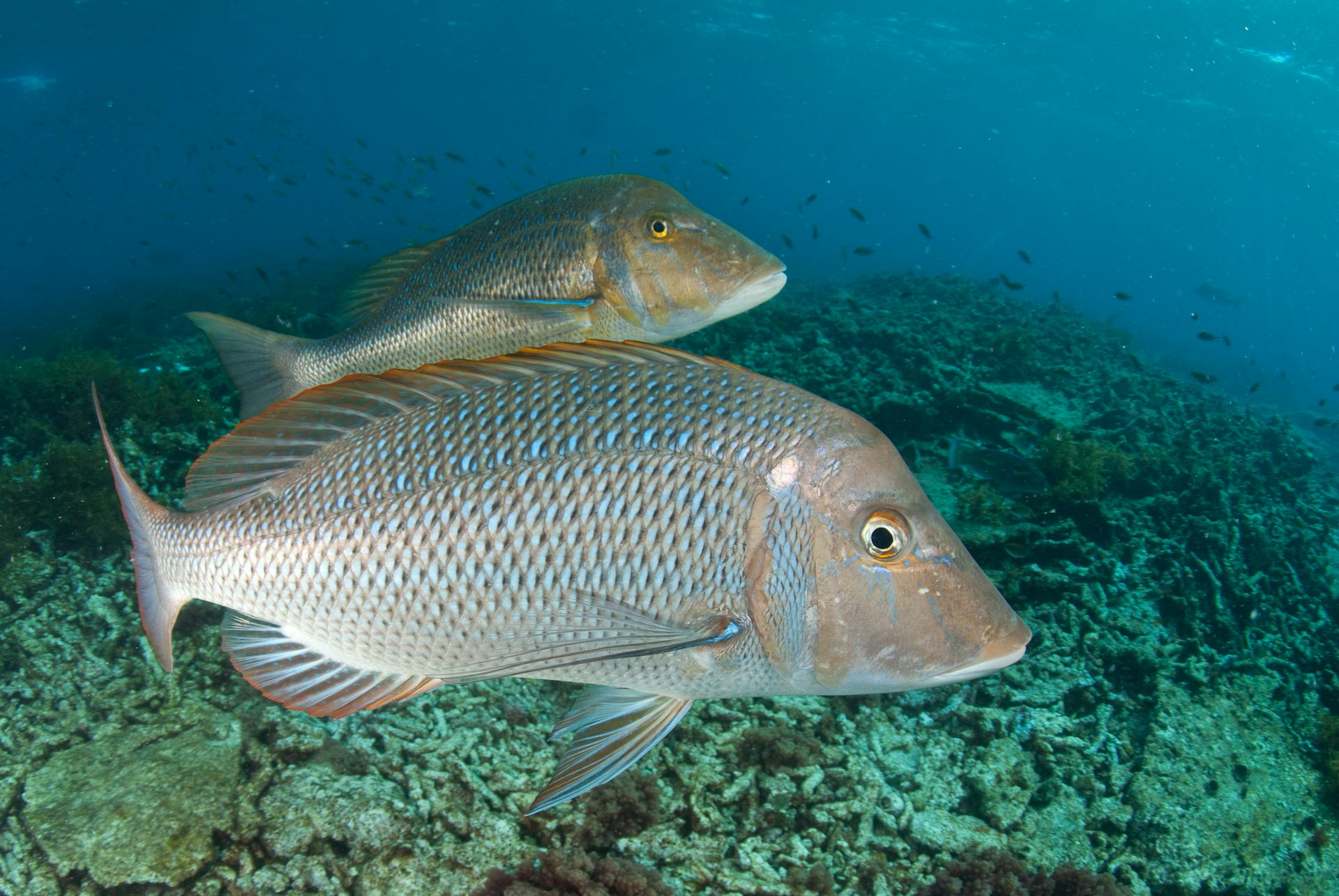 A spangled emperor fish swims over a reef.