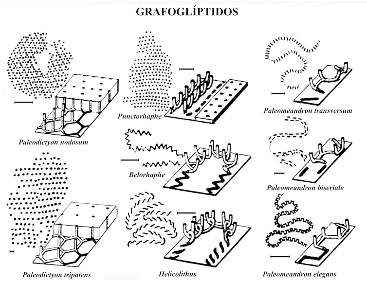 'Paleodicción': un misterioso organismo que dibujó patrones en las profundidades del mar durante millones de años 2 file 20260212 56 jv02tk.jpg?ixlib=rb 4.1