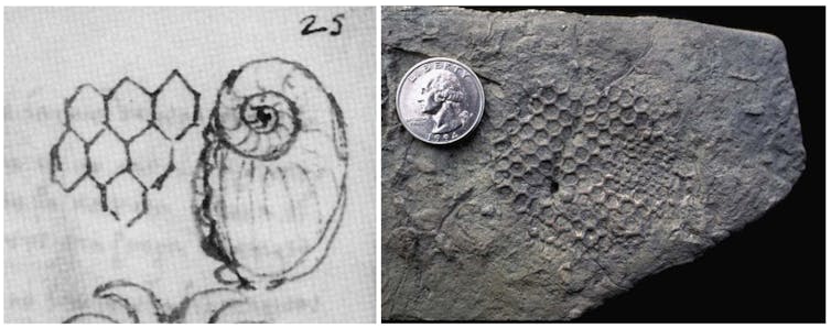 'Paleodicción': un misterioso organismo que dibujó patrones en las profundidades del mar durante millones de años 1 file 20260212 56 mgfwq9.jpg?ixlib=rb 4.1