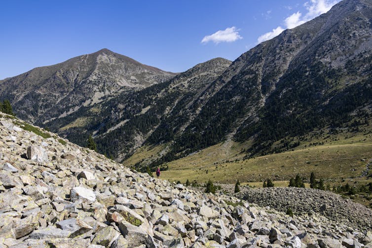 Endemic plants of the Pyrenees: in opposition to the danger of mass decline by means of the top of the century 2 file 20260212 56 wcma9b.jpg?ixlib=rb 4.1