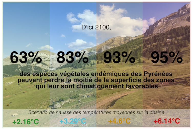 Endemic plants of the Pyrenees: in opposition to the danger of mass decline by means of the top of the century 1 file 20260212 56 toowjm.png?ixlib=rb 4.1