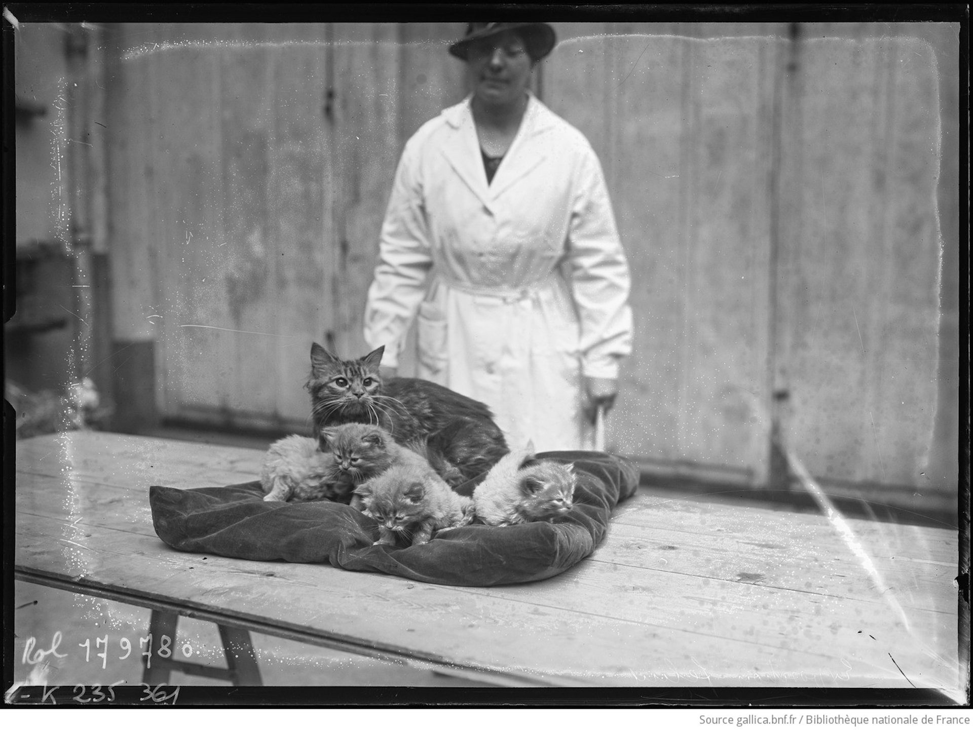 Exposition féline à la salle Wagram en 1934