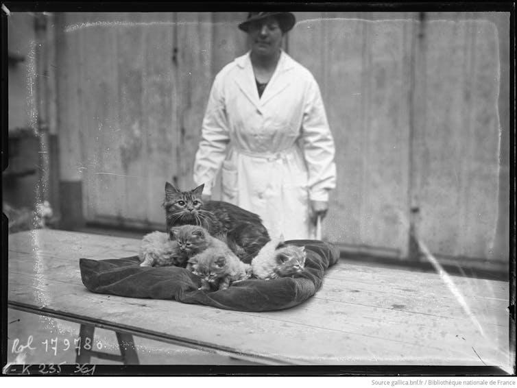 Purebred canine: can aesthetics justify struggling? 1 Cat exhibition at Salle Wagram in 1934