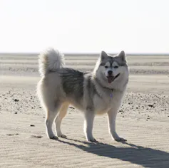 Populaires sur les réseaux sociaux, les Pomskys sont issus de croisements entre des Huskys sibériens et de spitz-nains