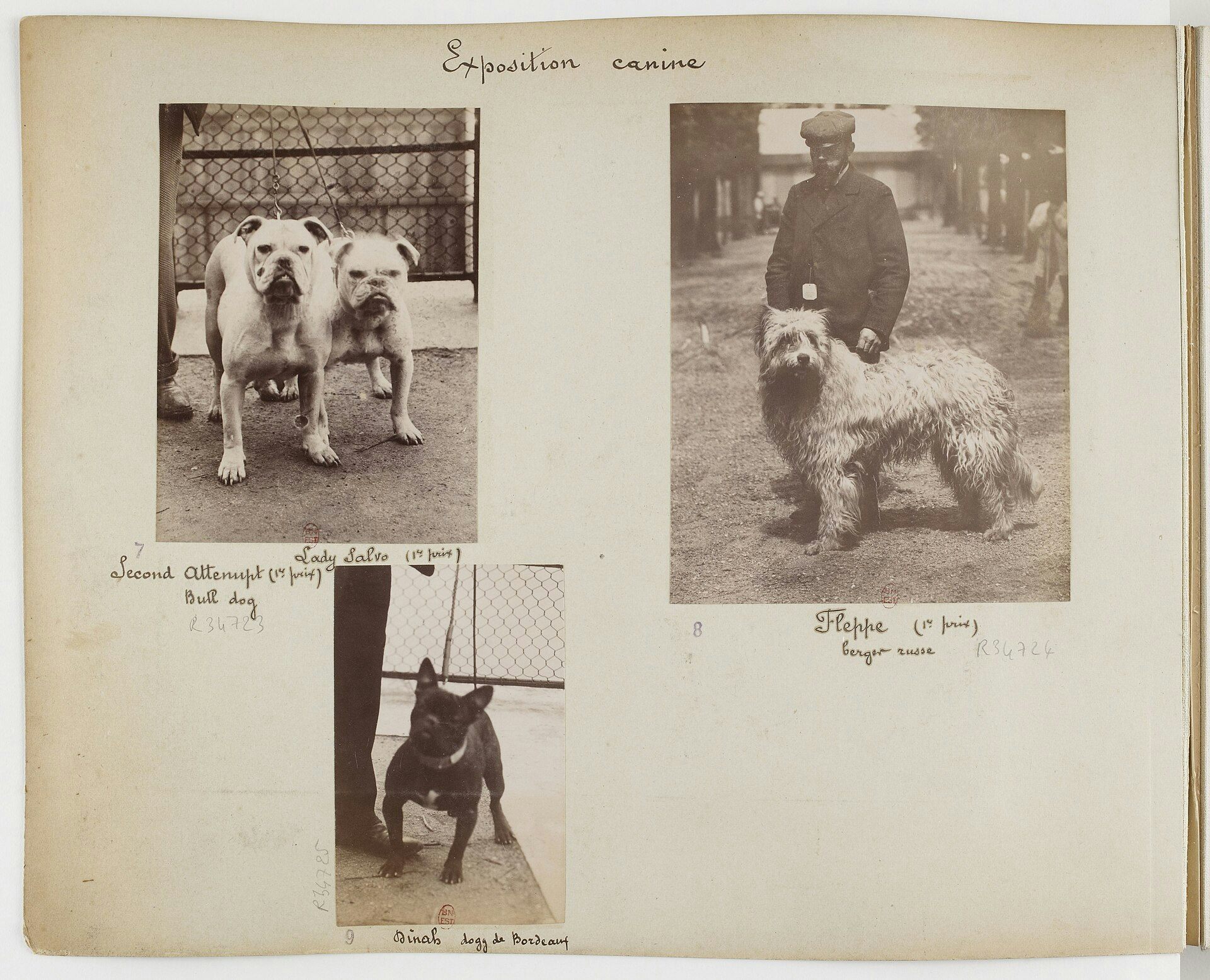 Photographies de l’exposition canine, au jardin des Tuileries en mai 1898