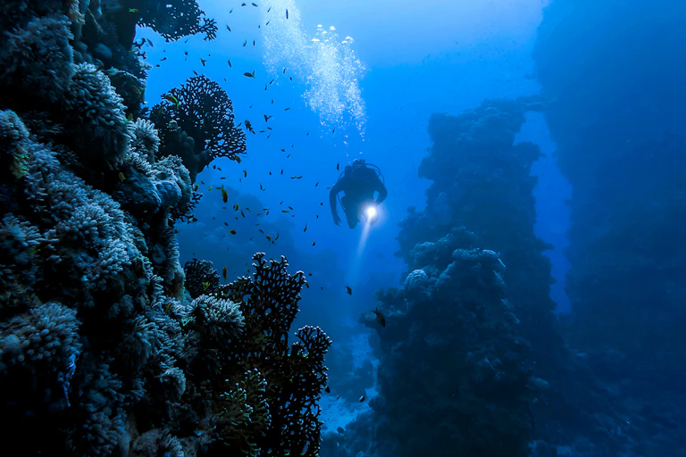 Diver with torch exploring the sea