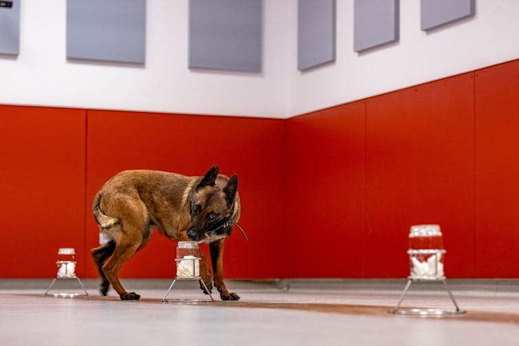 When Scent Turns into Proof: Odorology on the Middle of Forensic Science 1 file 20260212 56 3pauoe.jpg?ixlib=rb 4.1