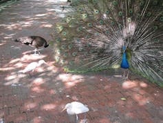 La evolución de los cuidados: de la higiene animal a la prevención de la violencia de género 3 file 20260212 56 b7m8gz.jpg?ixlib=rb 4.1