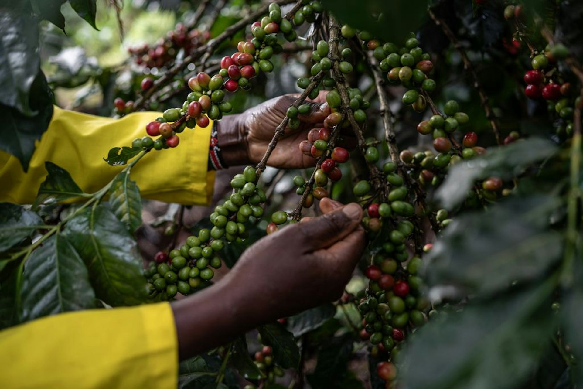 Coffee crops are dying from a fungus with species-jumping genes – researchers are ‘resurrecting’ their genomes to understand how and why