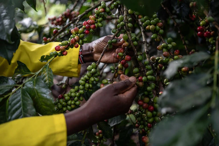 Close-up of person picking coffee berries