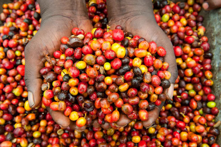 Close-up of someone's hand full of unshelled coffee beans, colored red, yellow and dark brown