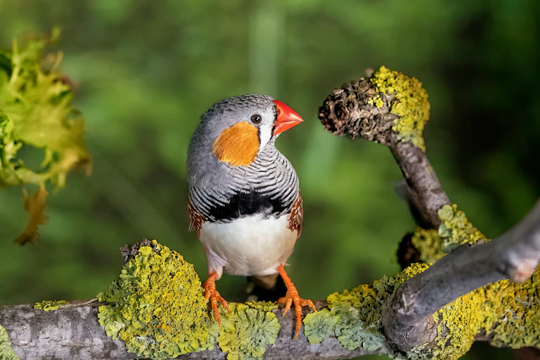 a zebra finch on a branch