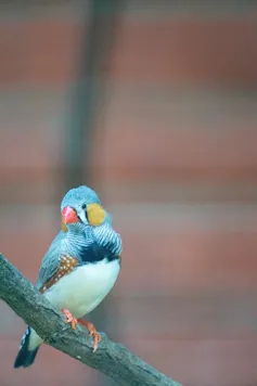 a zebra finch on a branch