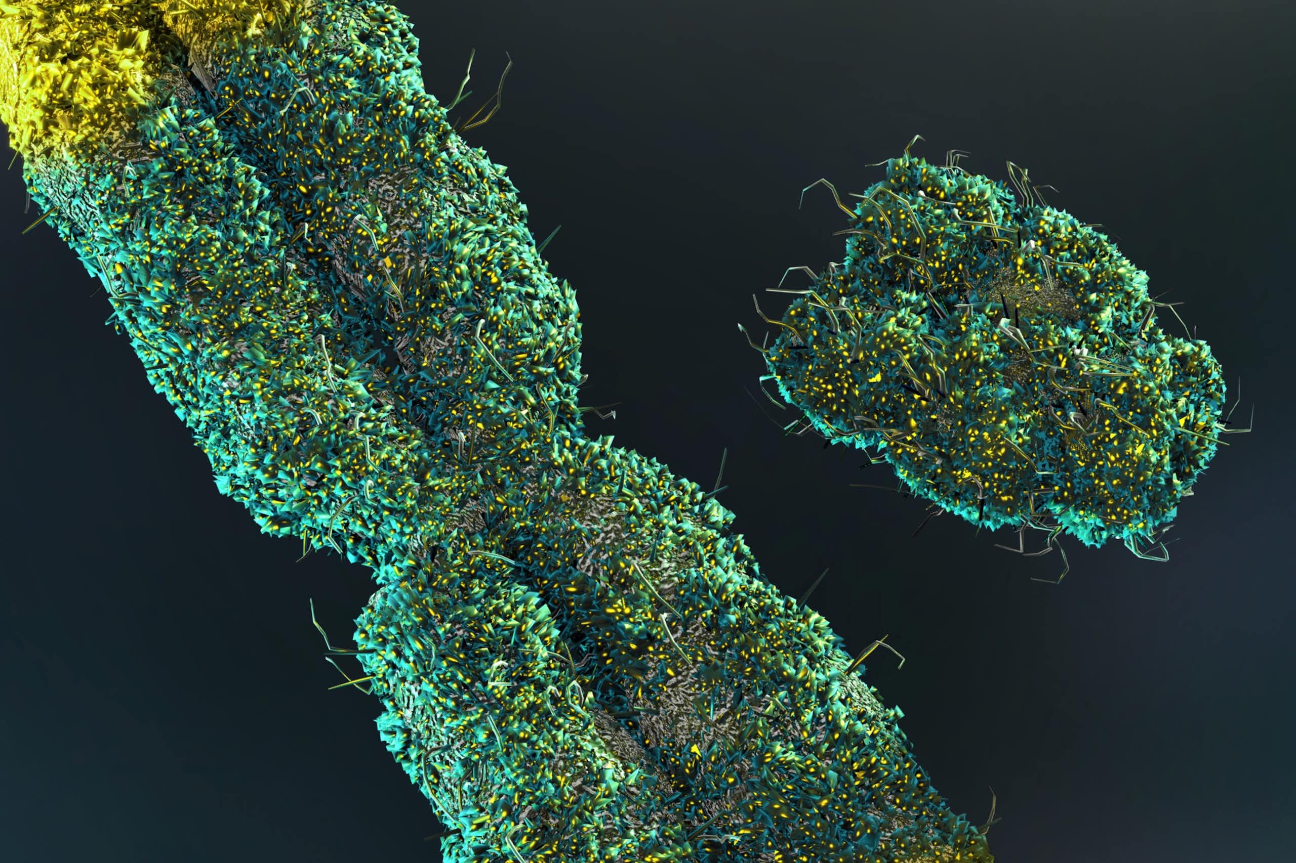 Illustration showing X and Y chromosomes